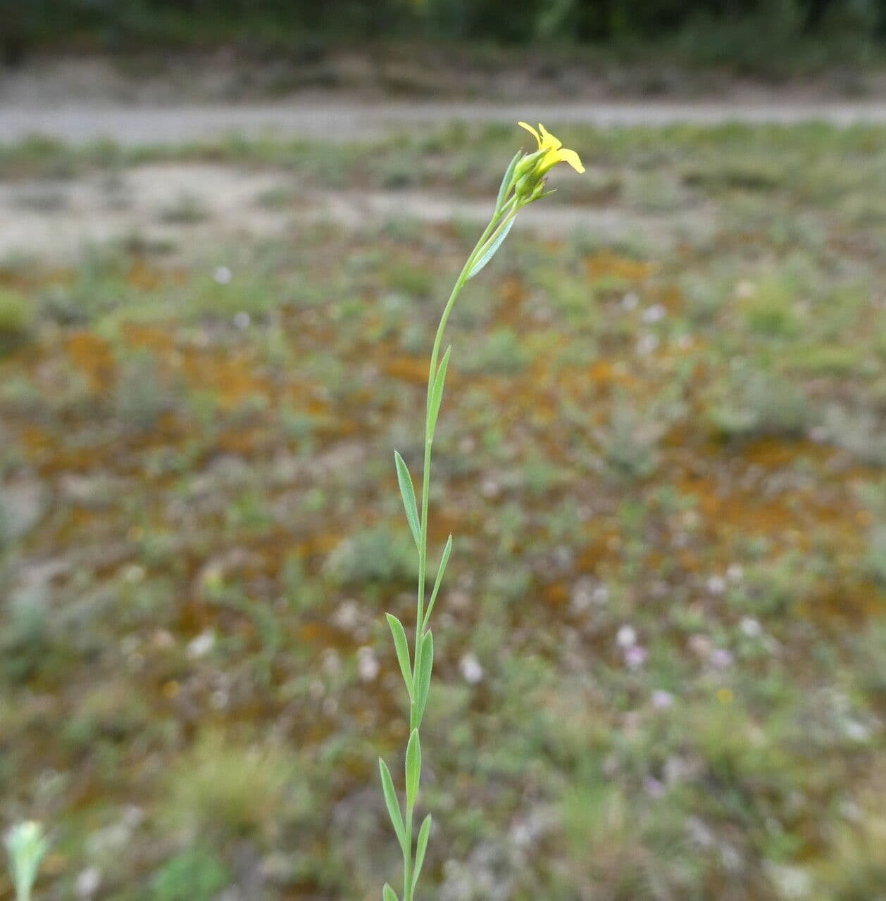 Fleurs jaune vif du Linum trigynum
