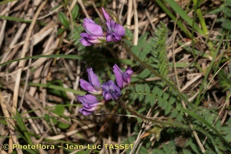 Oxytropis neglecta mit blauvioletten Blueten auf felsigen Alpenhangen