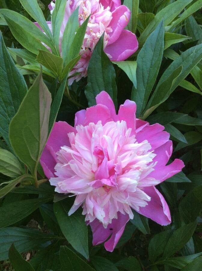Bauern-Pfingstrose in voller Blüte mit üppigen, gefüllten Blüten in einem traditionellen Garten