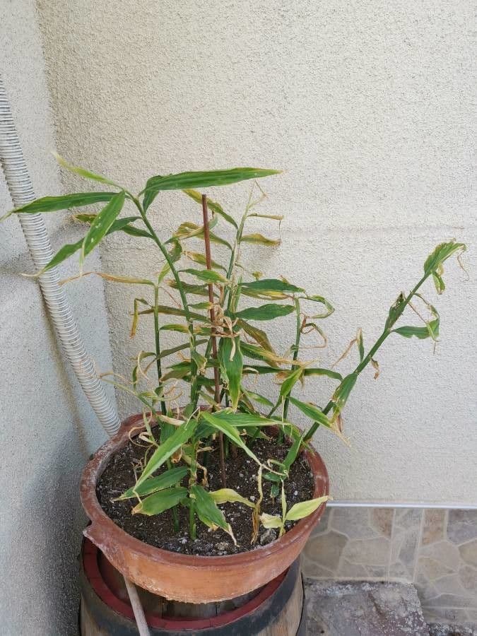 Gemberdplant met groene bladeren