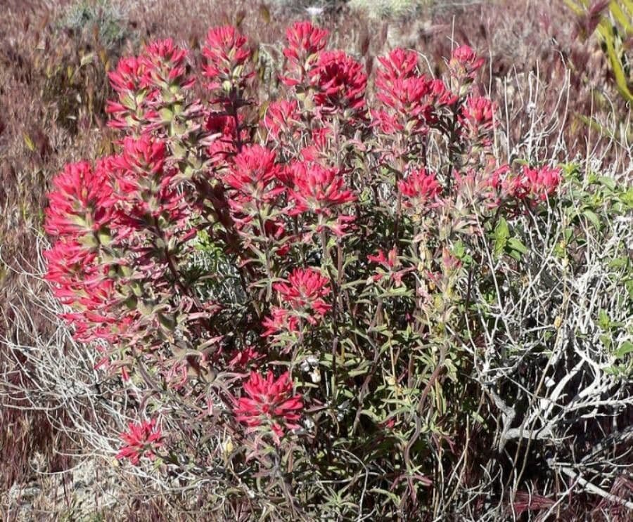 Rode bloemen van Castilleja angustifolia, de noordwestelijke Indische penseel, in zijn natuurlijke habitat