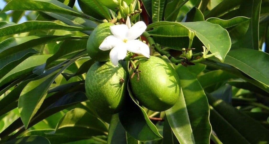 Pong-pong tree with white flowers and characteristic golden-yellow fruits