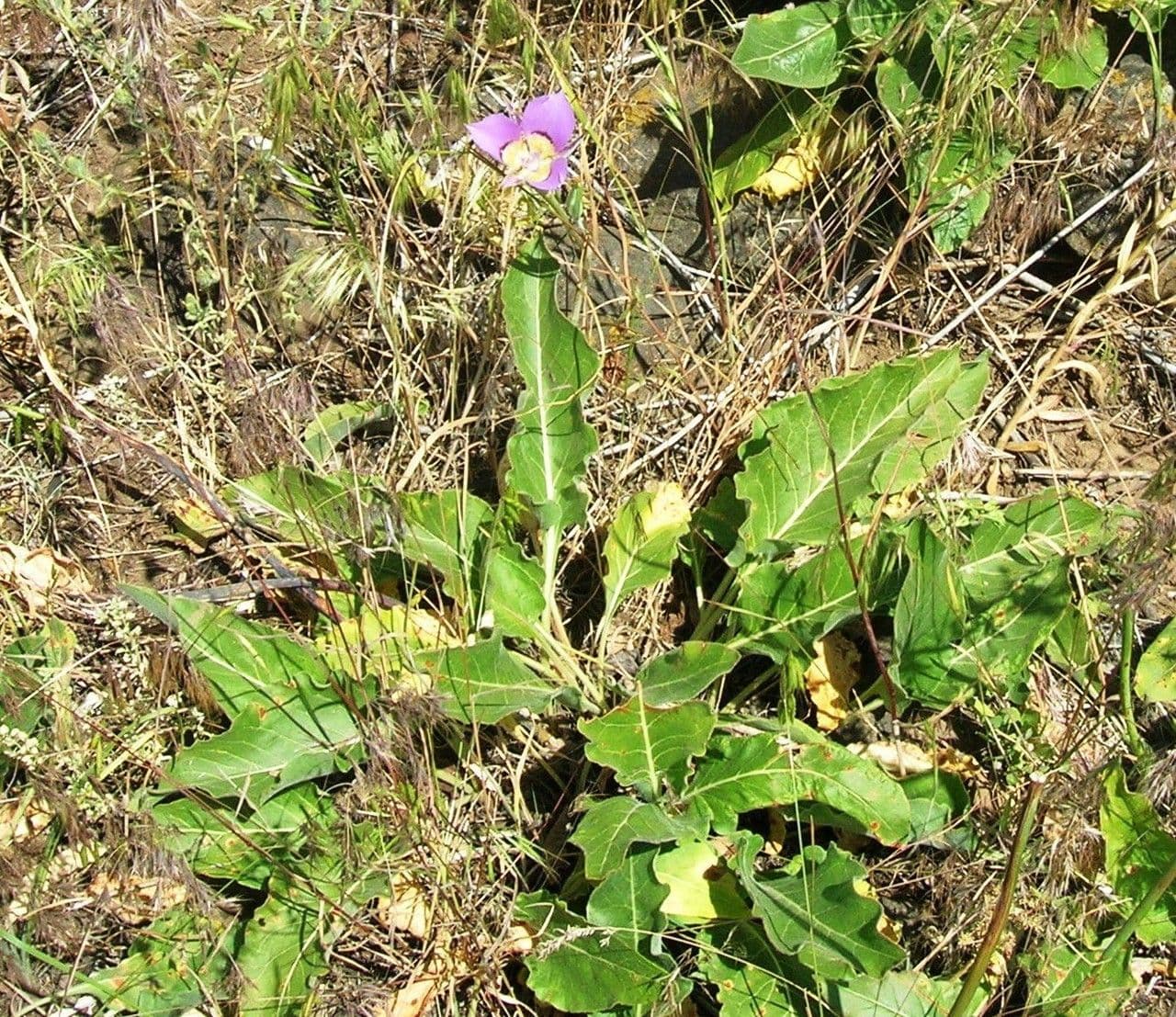 Calochortus macrocarpus mit lavendelblauen Blütenblättern und grünem Mittelstreifen in voller Blüte
