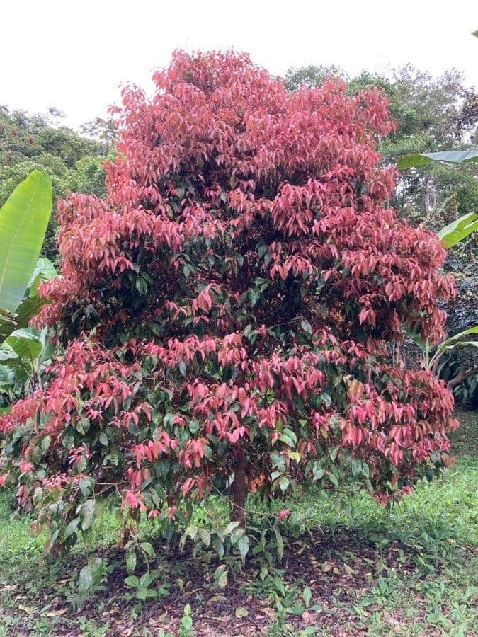 Fruits de Flacourtia inermis
