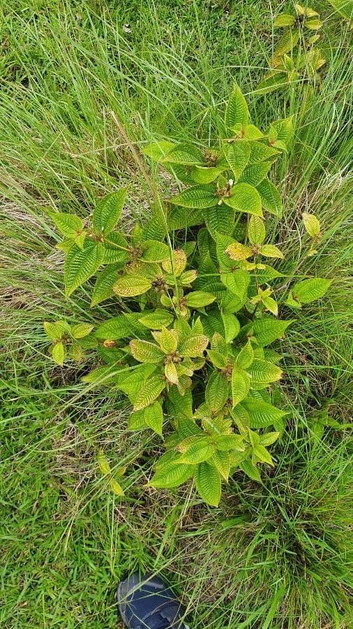 Clidemia hirta plant with white flowers