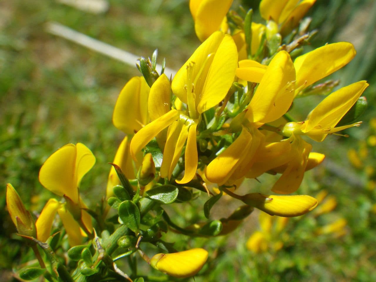 Genista corsica met gele bloemen op een rotsachtige ondergrond