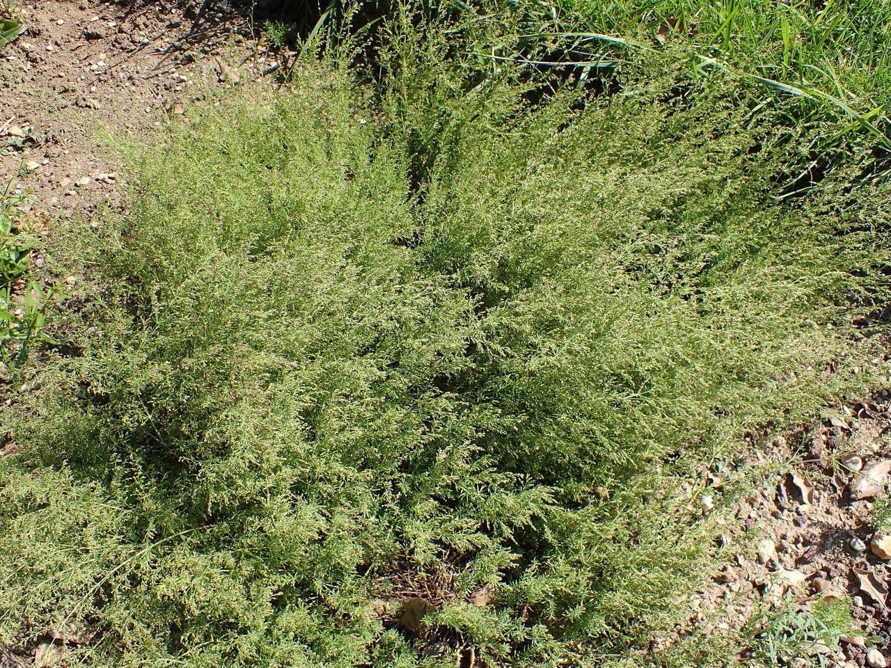 Asperula purpurea mit kleinen purpur-rosafarbenen Bluten und schmalen wirtelstandigen Blattern in einem trockenen Felsbeet