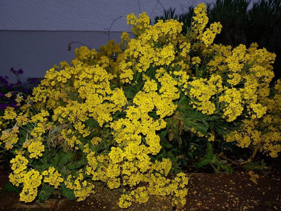 Leuchtend gelbe Blüten des Felsensteinkrauts bedecken eine sonnige Steinterrasse im Frühjahr