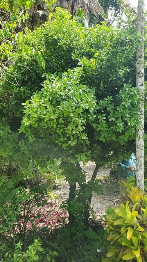 Arbre parfume chinois (Aglaia odorata) avec fleurs