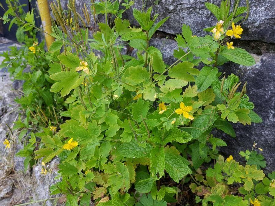 Stinkende gouwe met fijngesneden bladeren en heldergele bloemen in volle bloei op een licht beschaduwde plek in de tuin