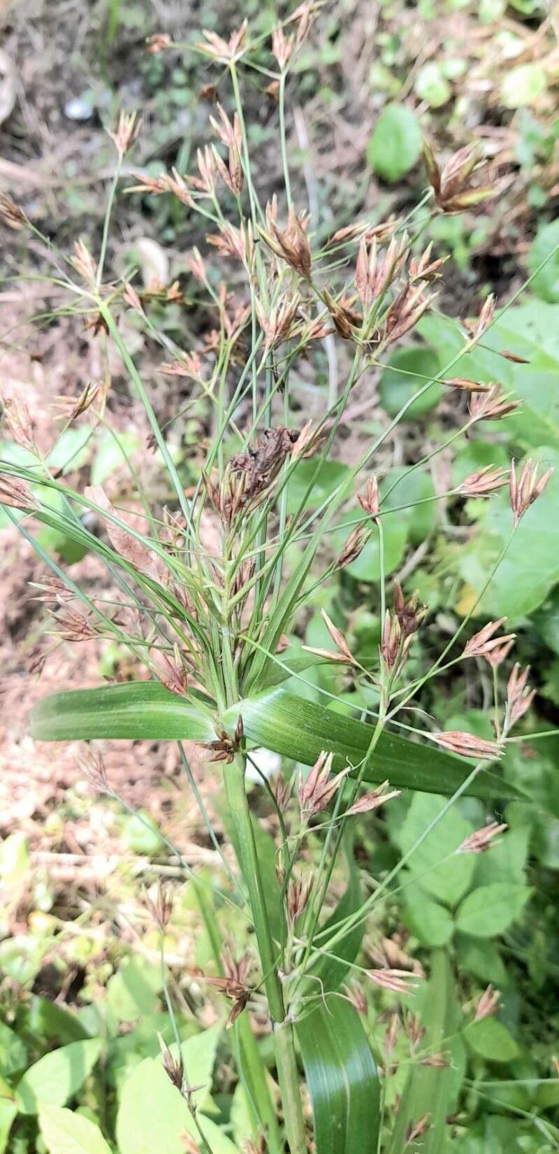 Golden beak sedge (Rhynchospora corymbosa) with golden star-shaped bracts and long green leaves at a pond margin