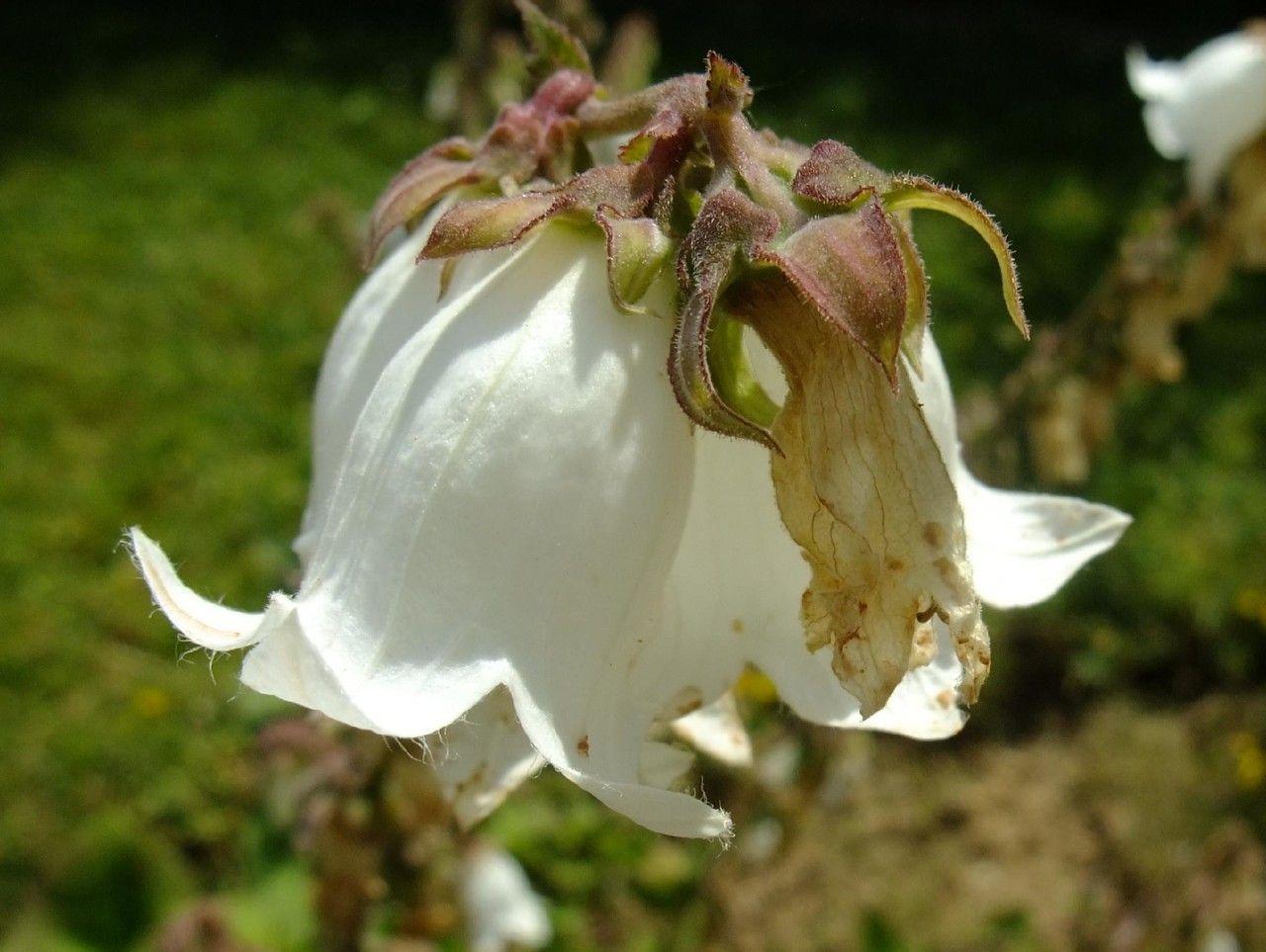 Campanula alliariifolia in full bloom under dappled shade in a naturalistic garden setting