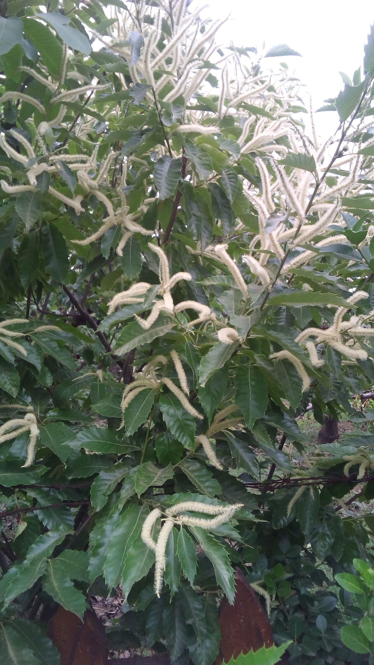 Castanea mollissima feuilles et grandes noix de chataignes