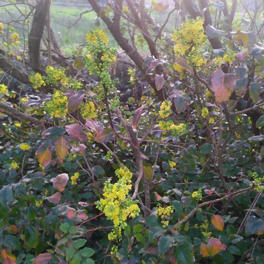 Gewöhnliche Mahonie in voller Blüte mit gelben Blütenrispen und glänzenden, hulstartigen Blättern