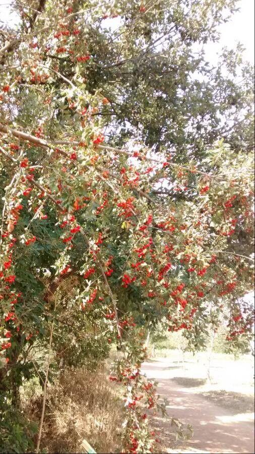 Aubépine monogyne en pleine floraison au printemps, avec des fleurs blanches et un feuillage vert frais
