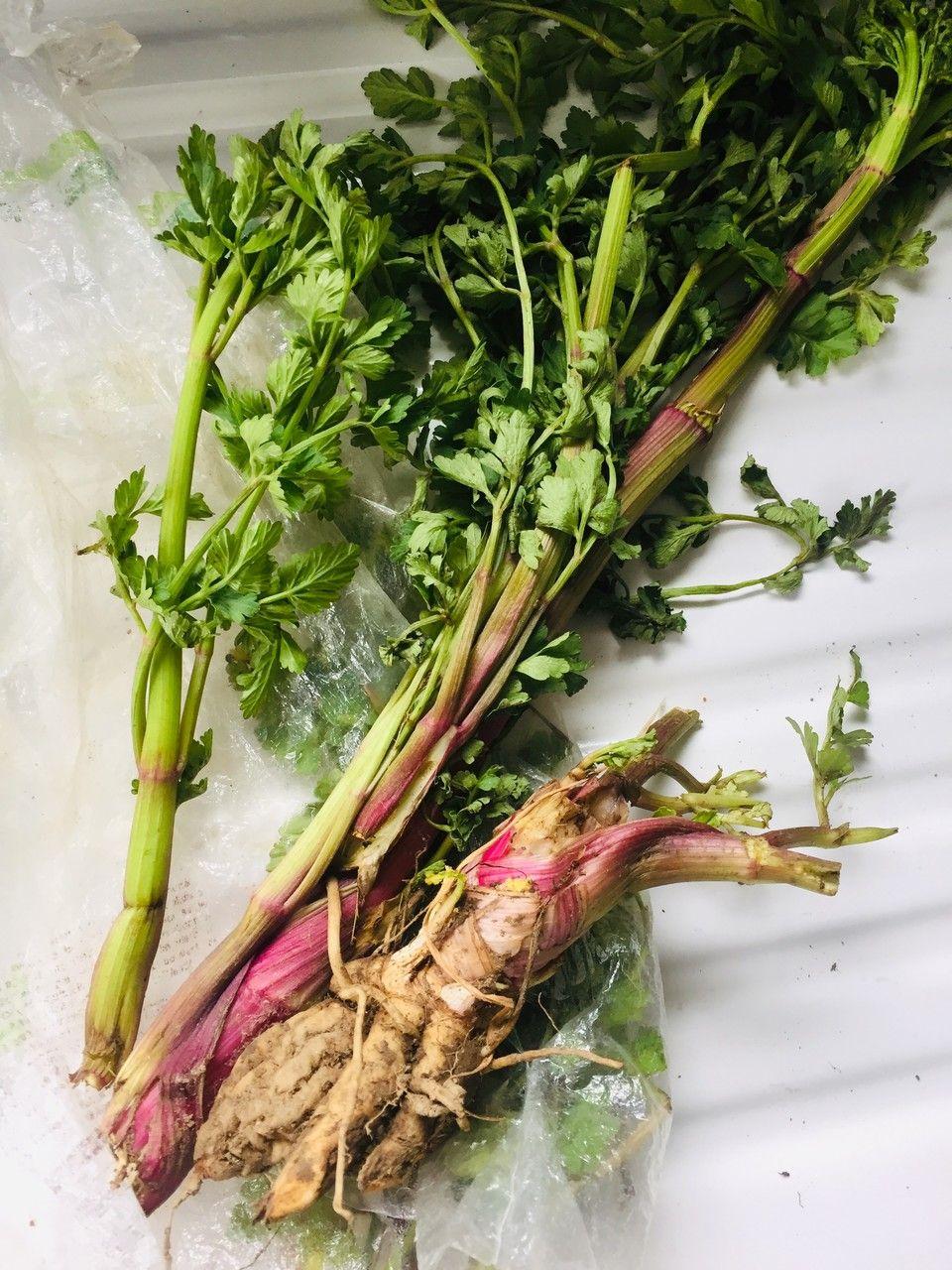 Plante de céleri frais avec feuilles vert clair en pleine terre