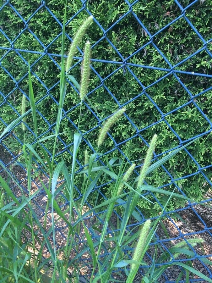 Plante de setaire verte avec epis de graines distinctifs