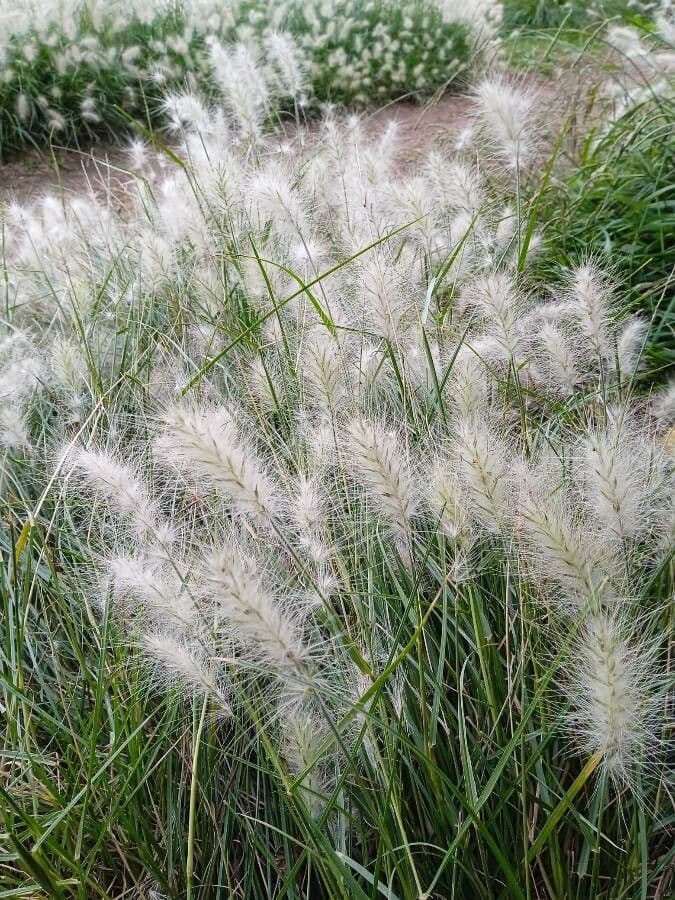 Lampenputzergras mit charakteristischen silberweißen Blütenständen
