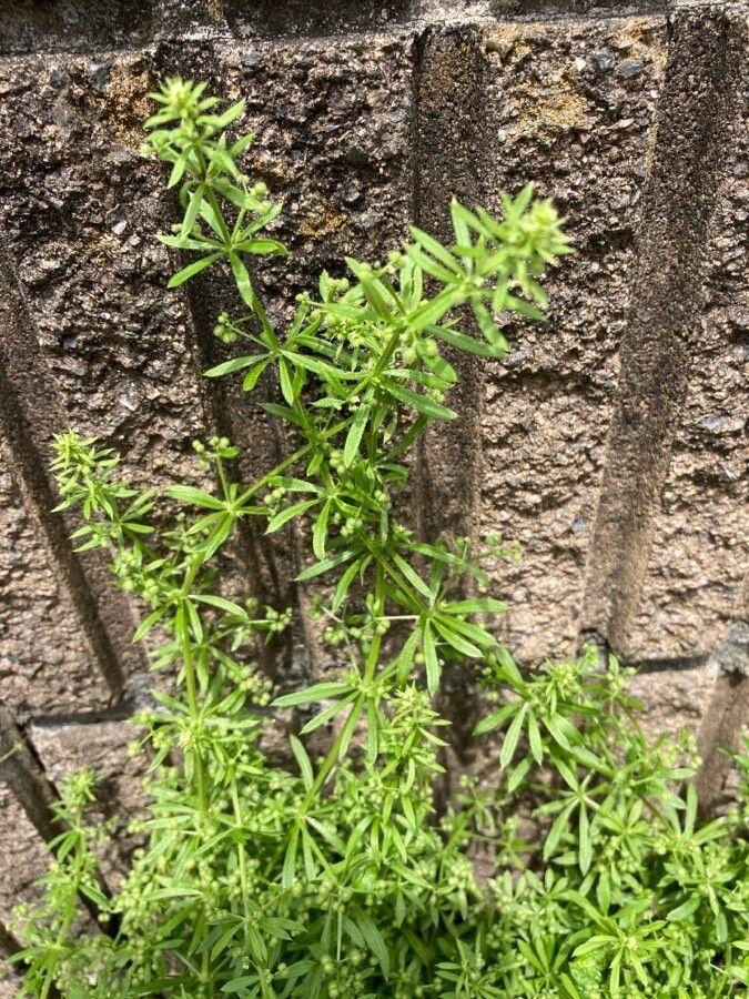 Falsches Kletten-Labkraut in voller Blüte auf einem halbschattigen Platz in einem naturnahen Garten.