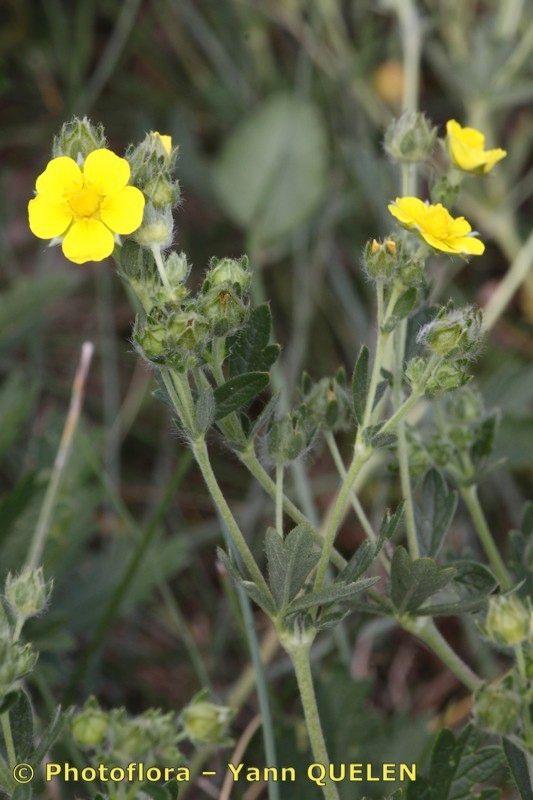 Graues Fingerkraut in voller Blüte auf einer steinigen Böschung, mit silbrigem Laub und leuchtend gelben Blüten in der Sommersonne