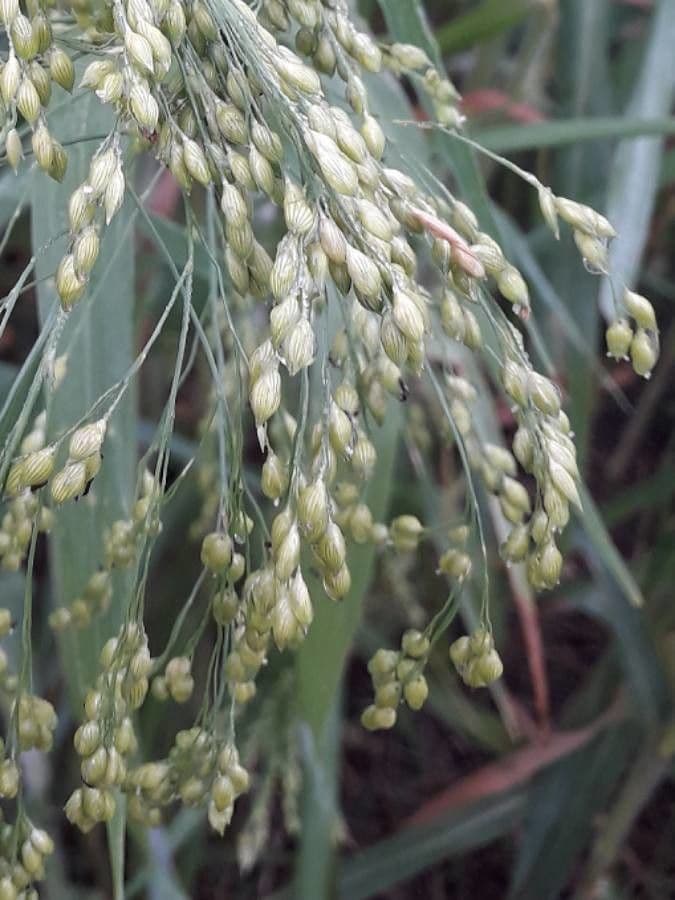 Panicum miliaceum mil commun avec panicules dorees pleines au debut automne