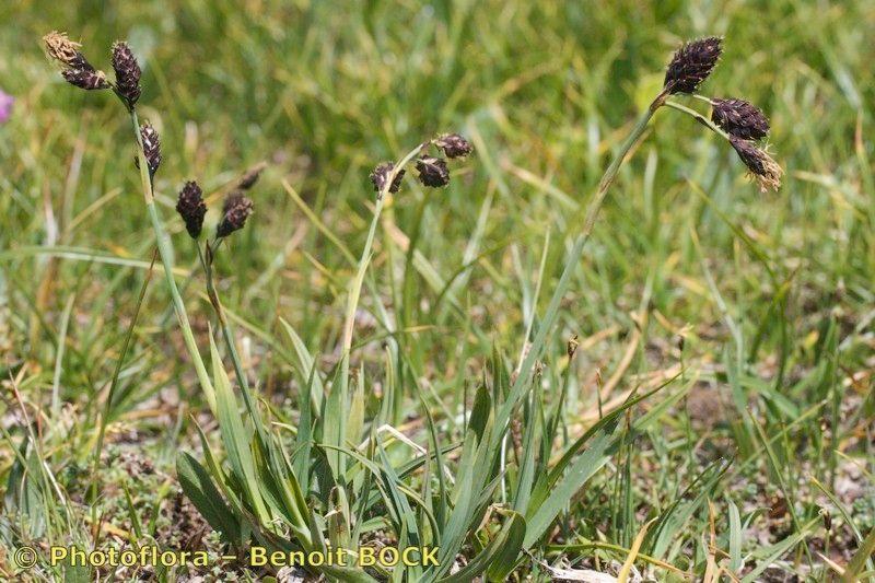 Carex atrofusca in volle groei op een vochtige oever, met donkerbruine bloeistruiken en fijne groene bladeren