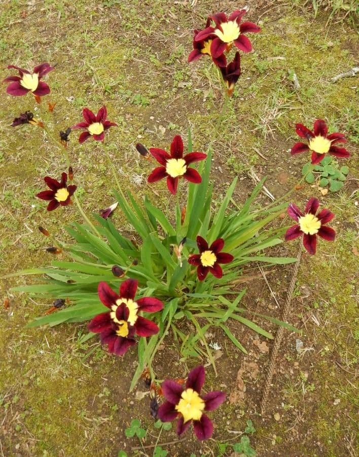 Sparaxis tricolor met driekeleurige bloemen in geel, rood en paars