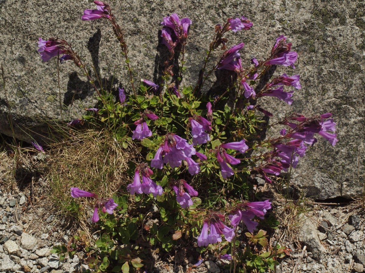 Penstemon fruticosus en fleurs avec fleurs tubulaires bleu-violet