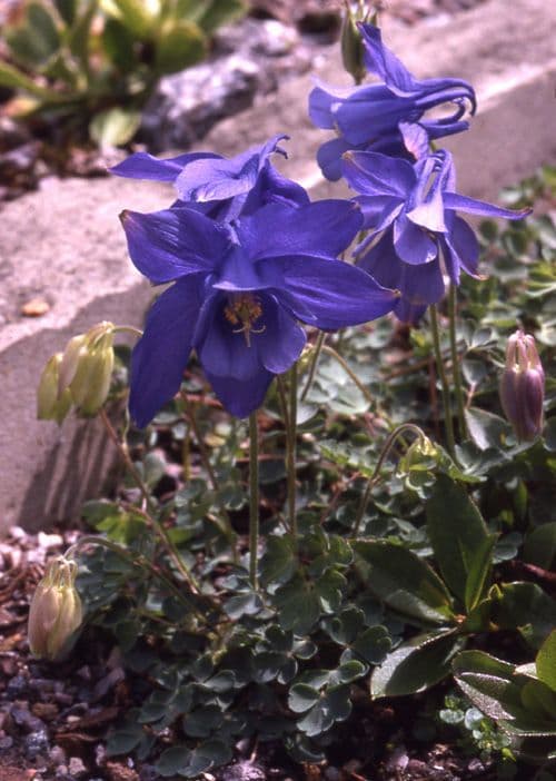 Aquilegia jonesii displaying small violet-blue flowers on mountainous terrain