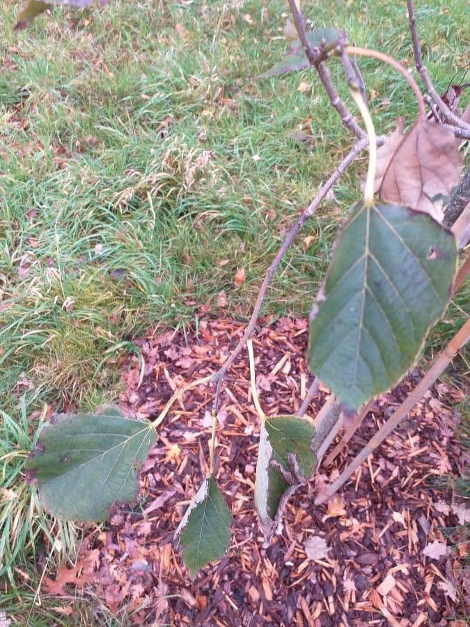 Tilia chinensis tilleul de chine feuille et ecorce
