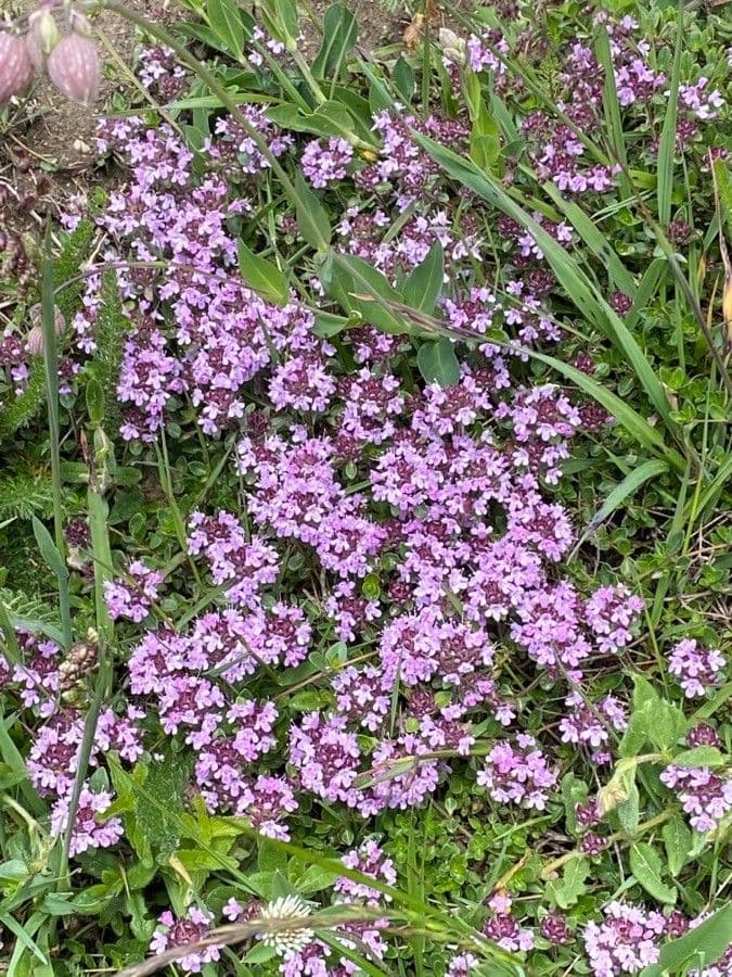 Breckland thyme (Thymus serpyllum) with purple flowers
