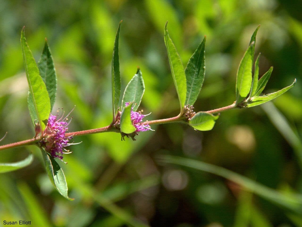 Décodon verticillé avec ses fleurs rose-rouge au bord de l'eau