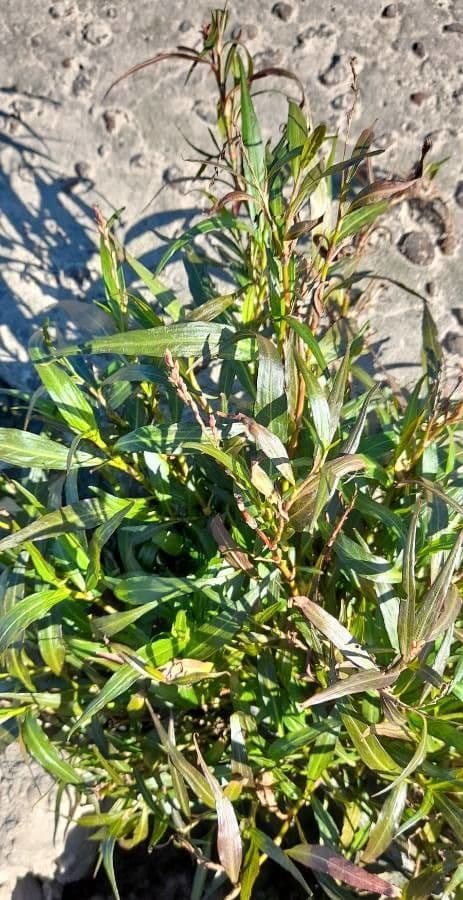 Persicaria punctata with dotted leaves and slender white flower spikes at the water's edge