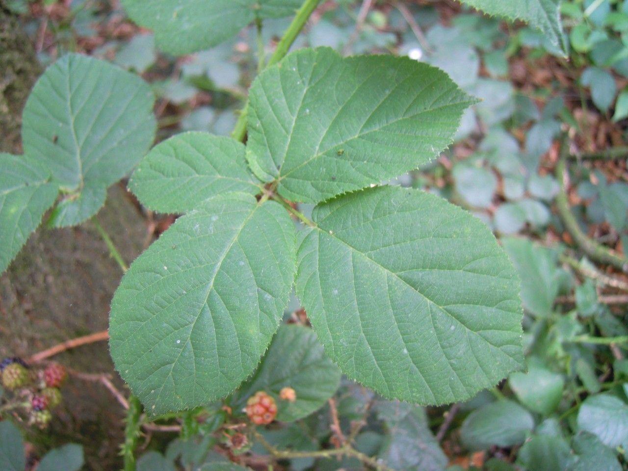 Ausgezeichnete Brombeere im Halbschatten mit braunen Stielen und weißen Blüten im Sommer