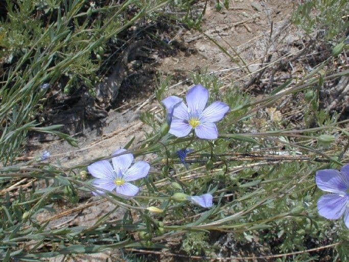 Linum lewisii Lewis's flax with sky-blue flowers on slender stems
