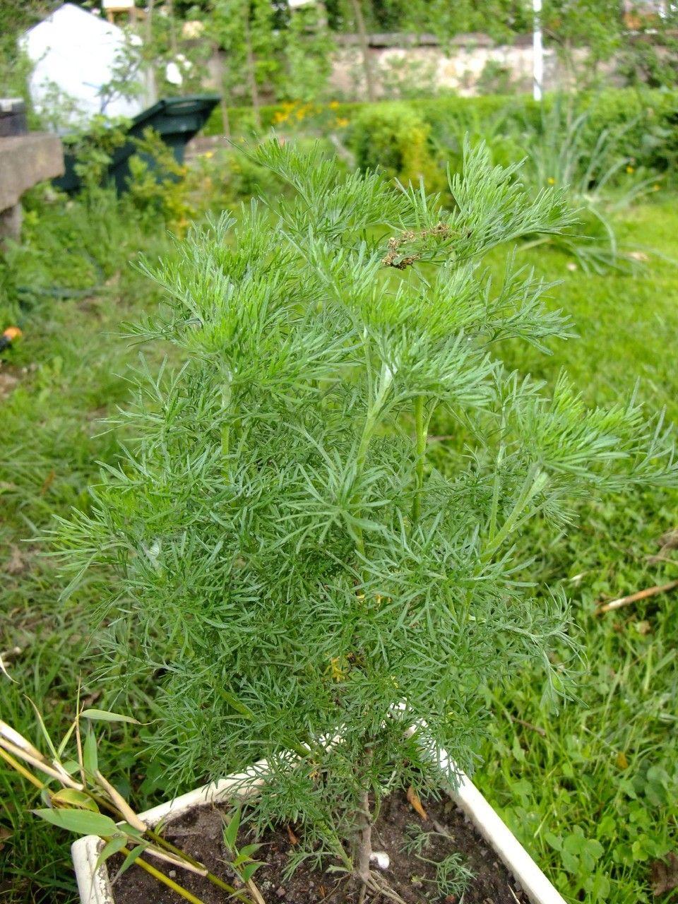 Citroenkruid (Artemisia abrotanum) met fijne, grijsgroene bladeren in een zonnige tuinperk