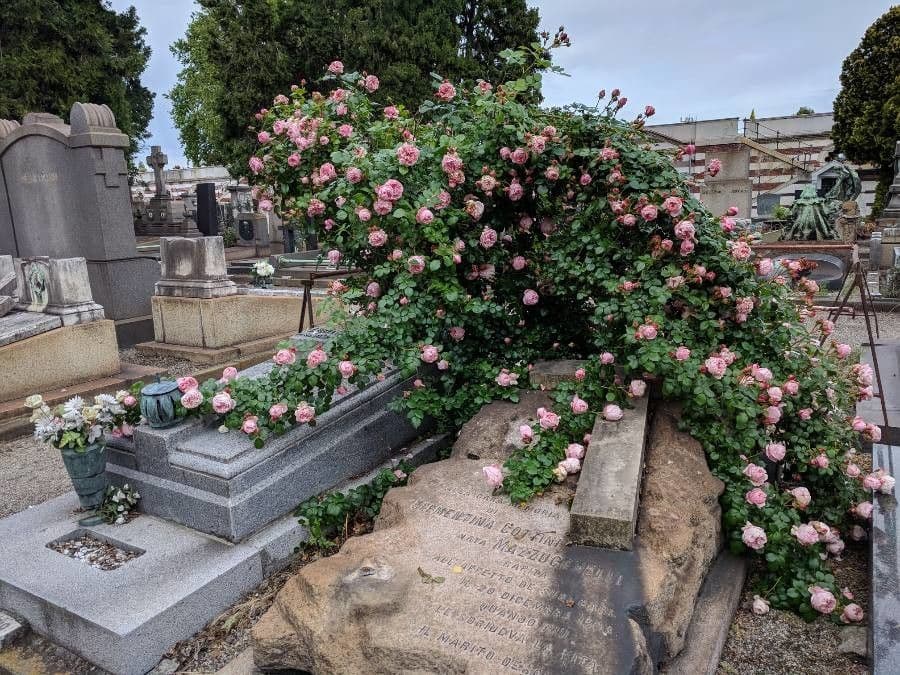 Rosa chinensis bloem in volle bloei