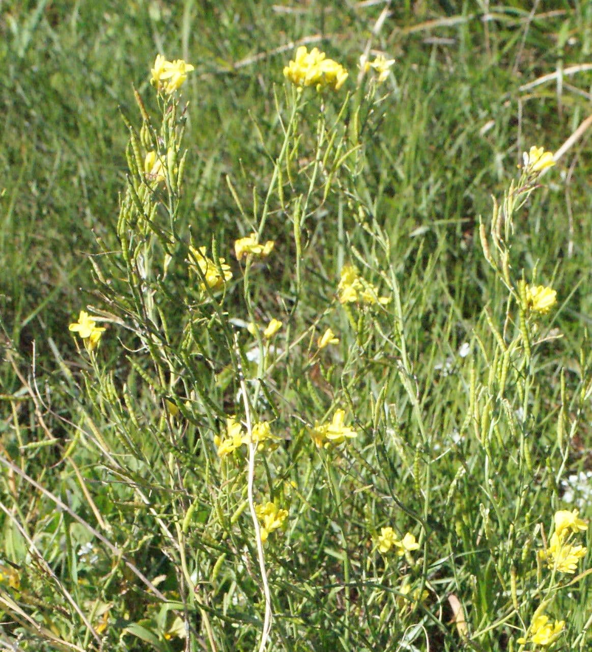 Brassica fruticulosa wild turnip with yellow flowers and bushy growth habit