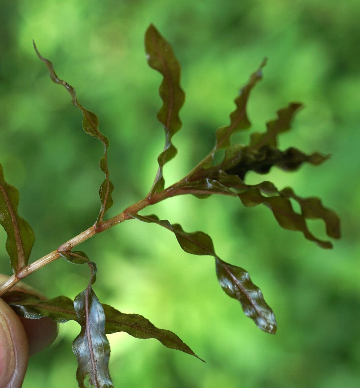 Curled pondweed with characteristic wavy and crinkled leaves