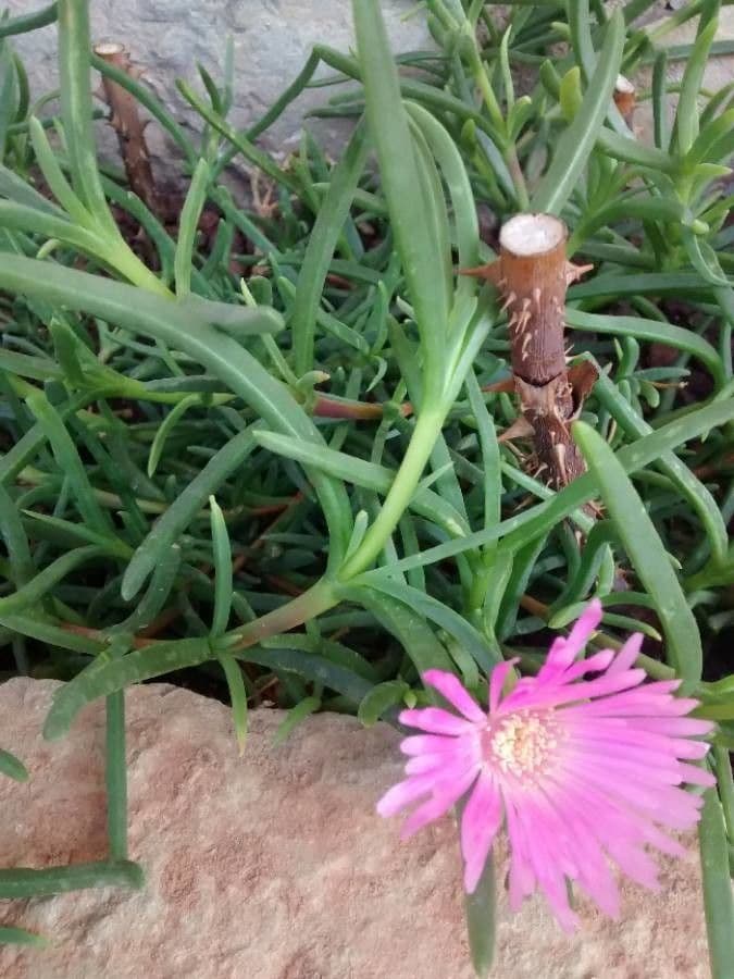 Delosperma cooperi plante-glace fleurs roses