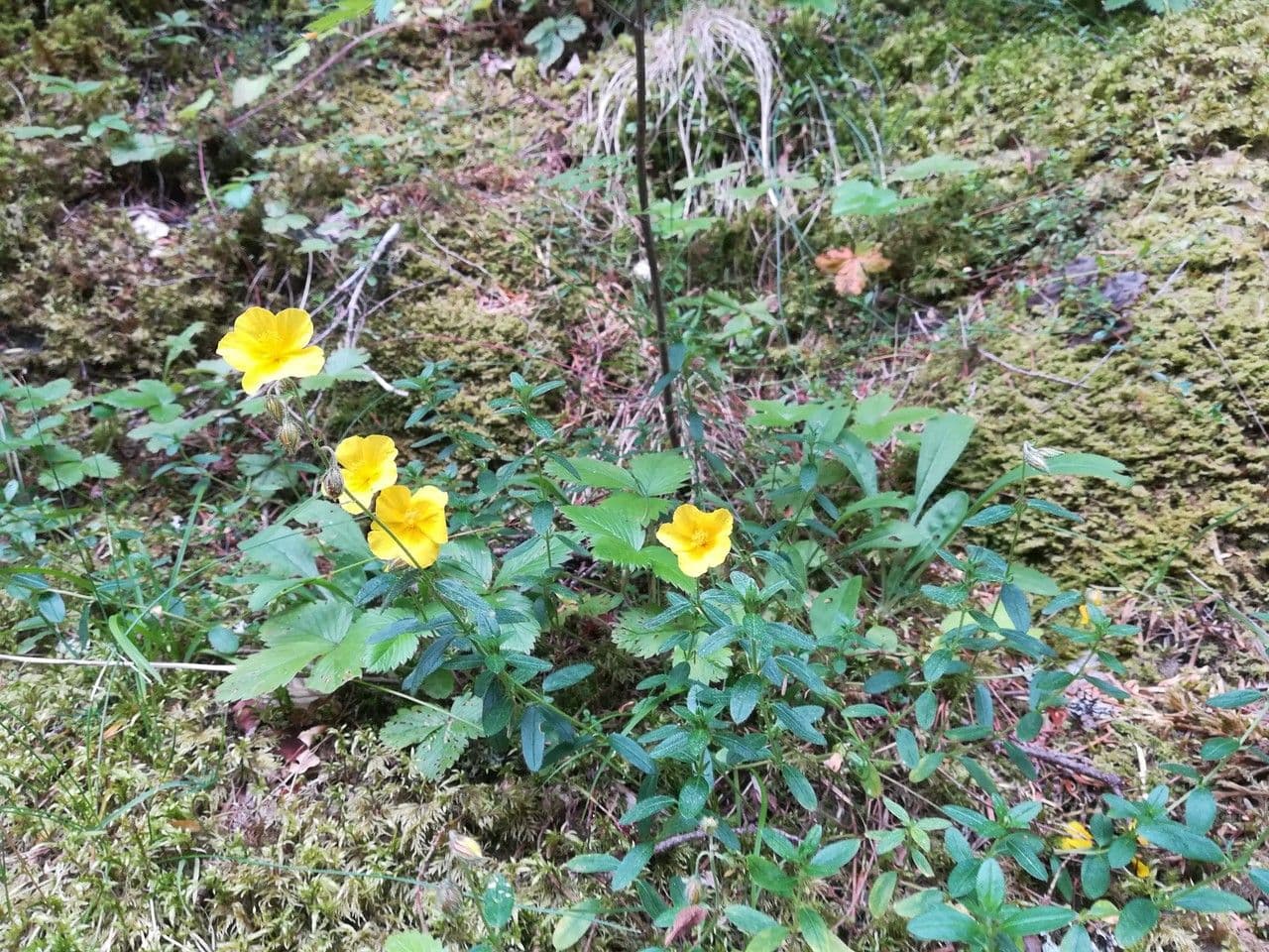 Mehrfarbige Blüten des Echten Sonnenröschens in Steinbeet