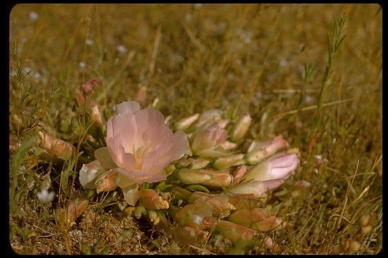 Lewisia rediviva Alpenpflanze mit rosa Bluten