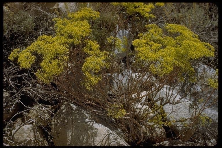 Eriogonum microthecum mit kleinen violetten Blutendolden auf trockenem Felsboden