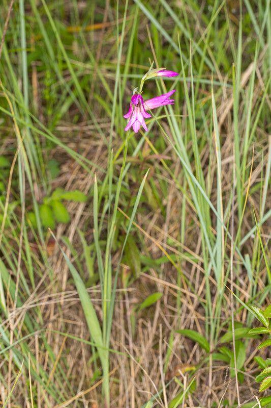 Gladiolus palustris in full bloom at the edge of a pond, surrounded by tall grasses
