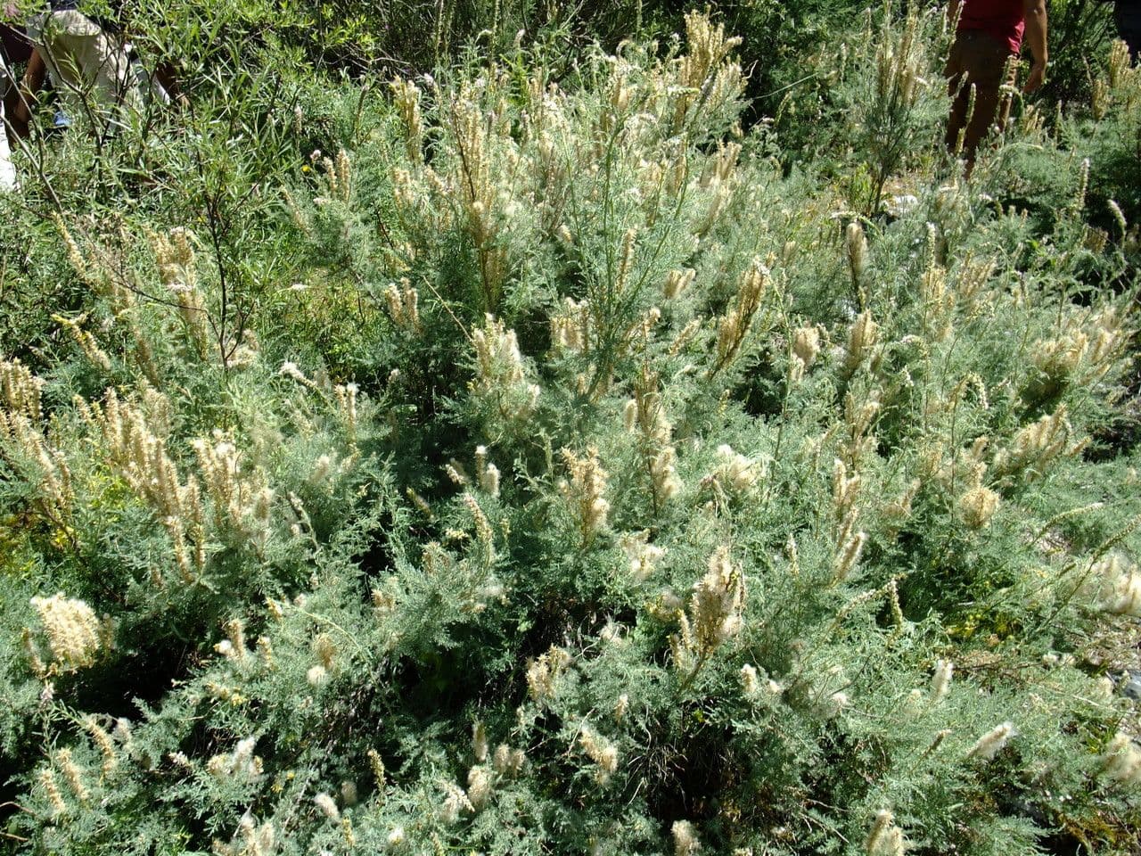 Duitse tamariske met roze bloemen en fijne takken