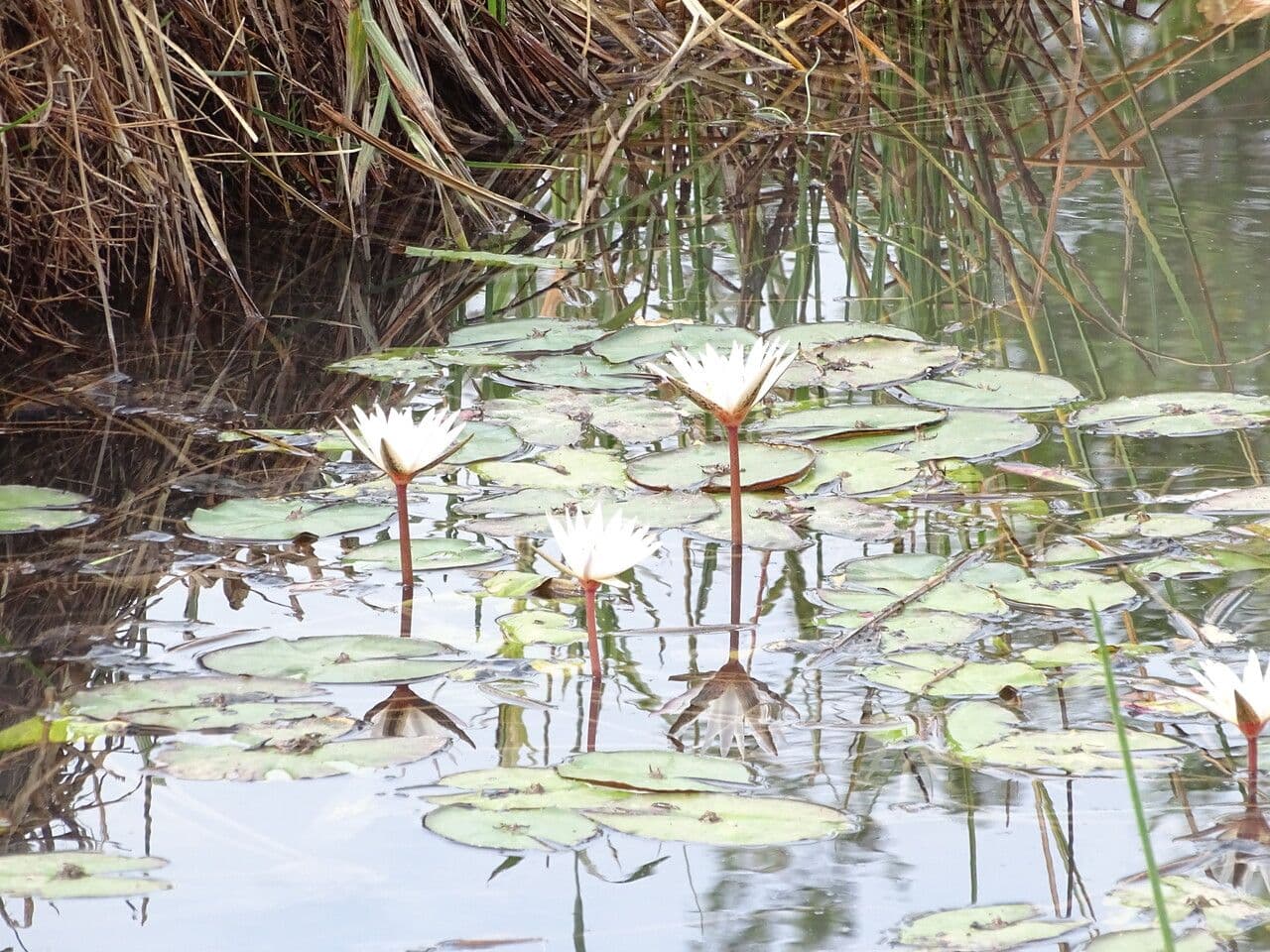 Blue lotus flower with water lily leaves