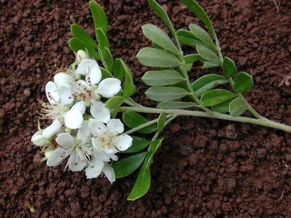 Weisse Blueten von Osteomeles anthyllidifolia