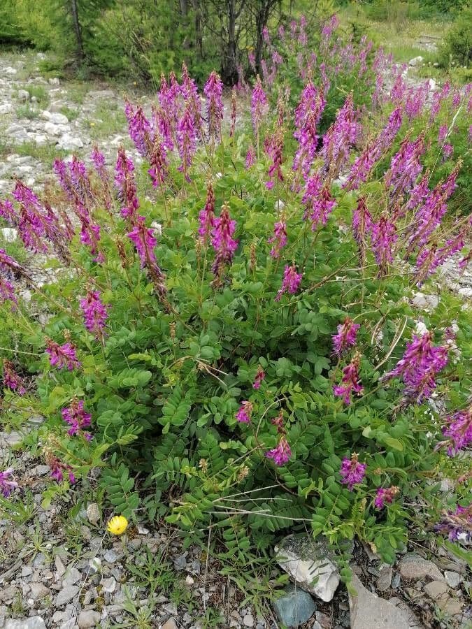 Sainfoin des Alpes avec fleurs pourpres et feuilles pennees en habitat montagnard