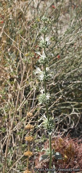 Gezahnter Salbei Salvia vaseyi mit lila-violetten Blüten