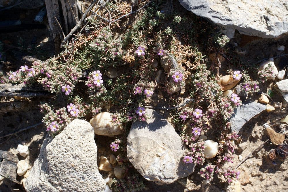 Héliantème de Syrie montrant les feuilles fines et les petites fleurs roses